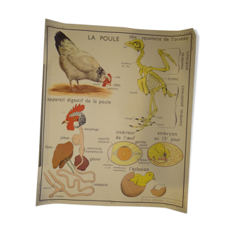 School poster: the hen, the pigeon