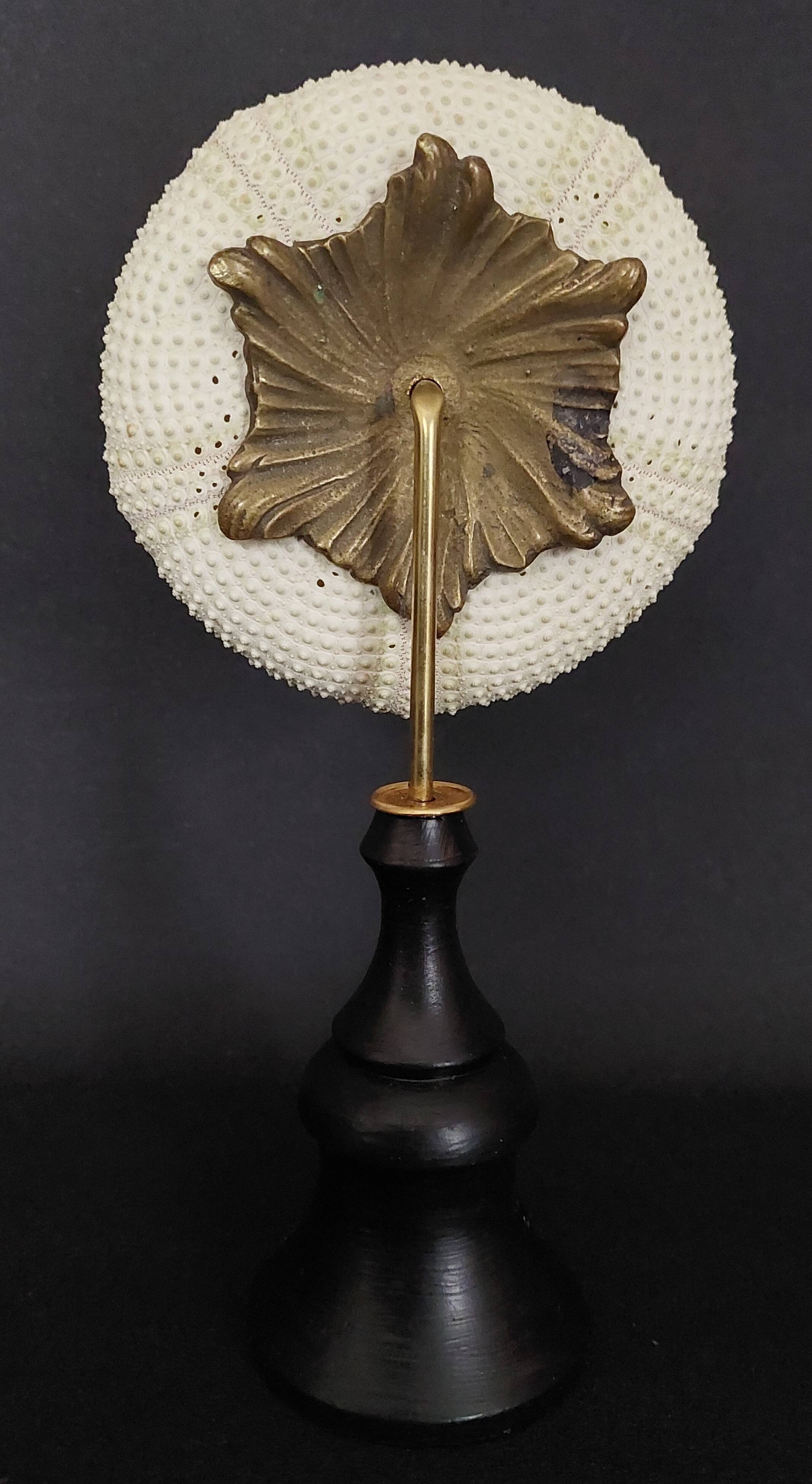 Cabinet of Curiosities sea urchin astropyga radiata on base