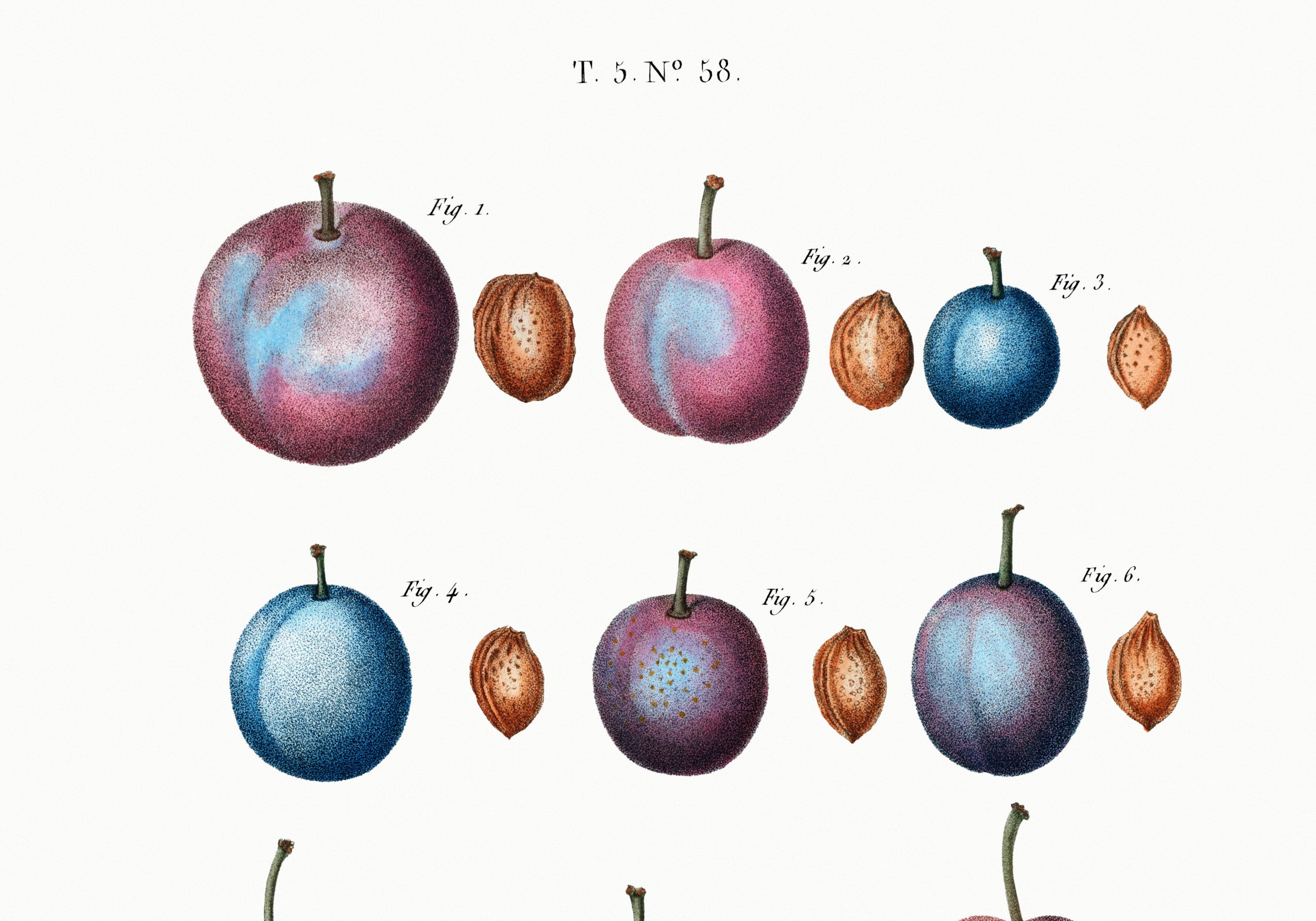 Botanical poster on domestic plum, after an old engraving