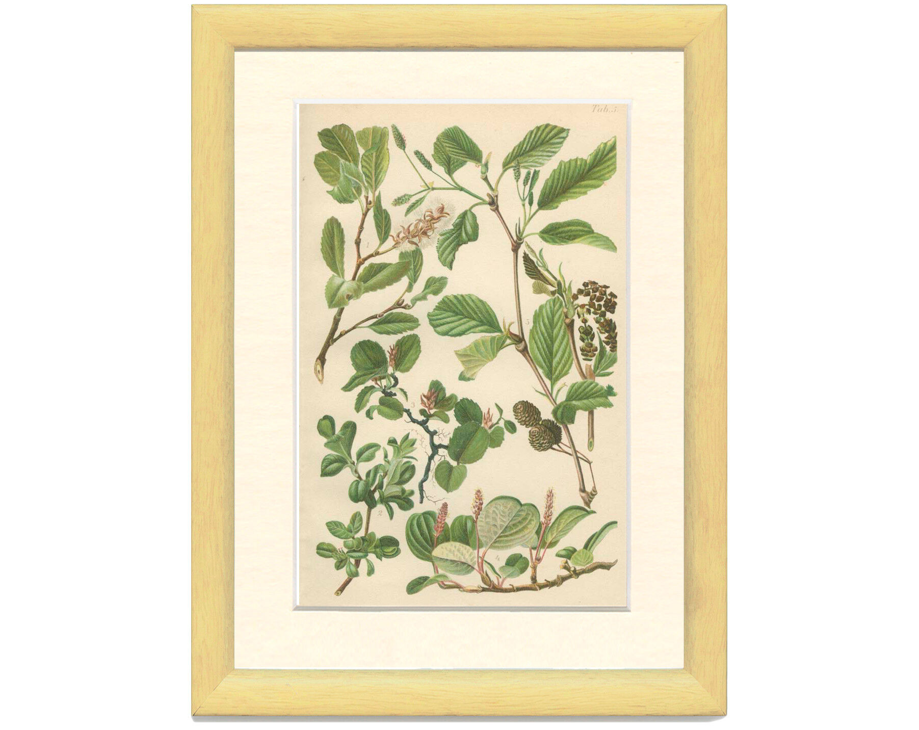 Botanical Board: Mountain Willow, Blunt-leaved Willow, Dwarf Snow Willow