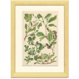 Botanical Board: Mountain Willow, Blunt-leaved Willow, Dwarf Snow Willow