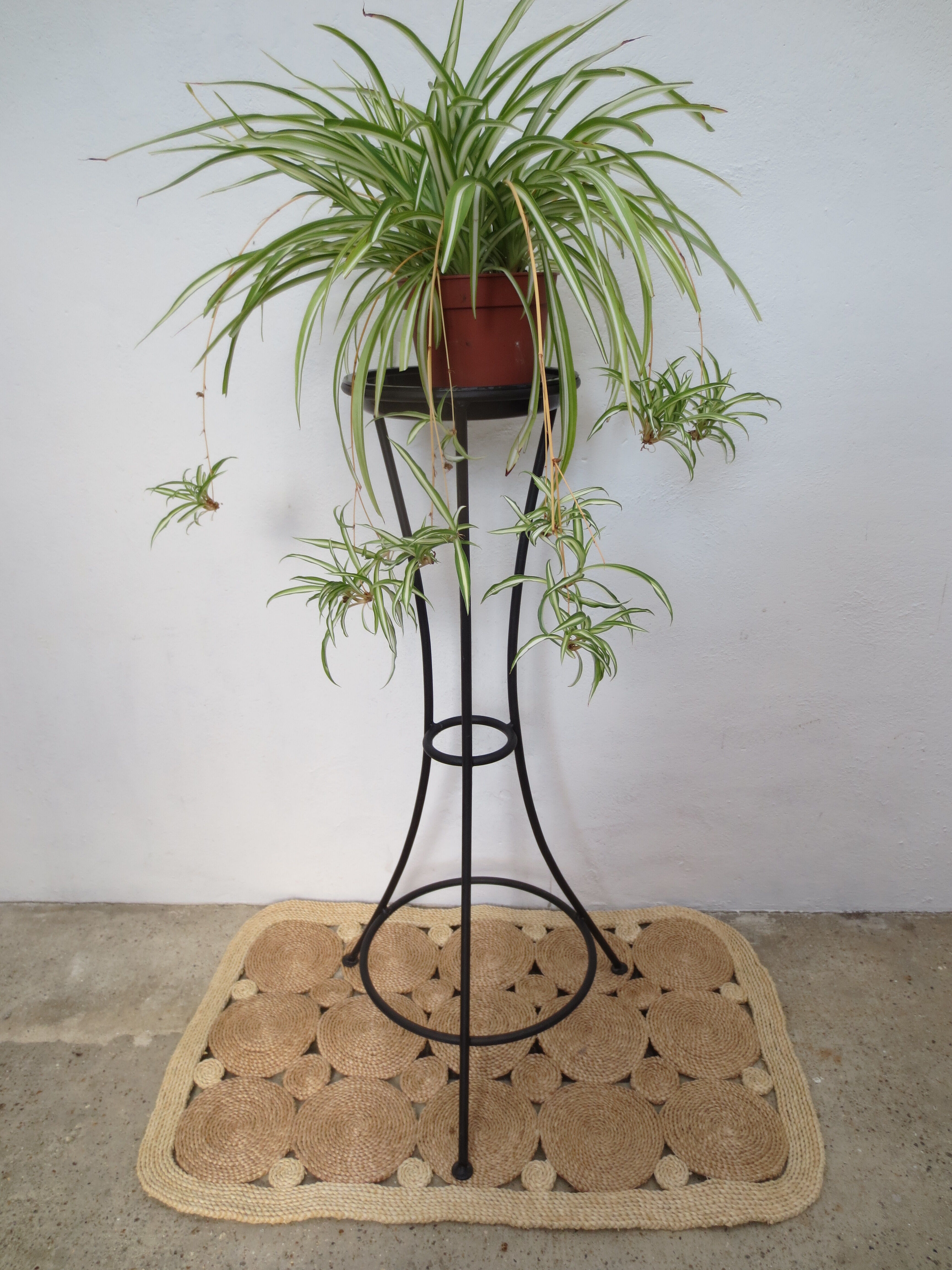 Door plants