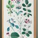 Poster on plants based on an 1881 "charcoal" engraving