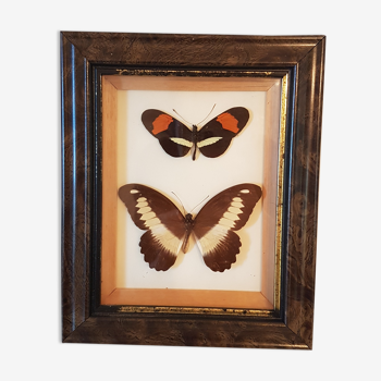 Supervised stuffed butterflies