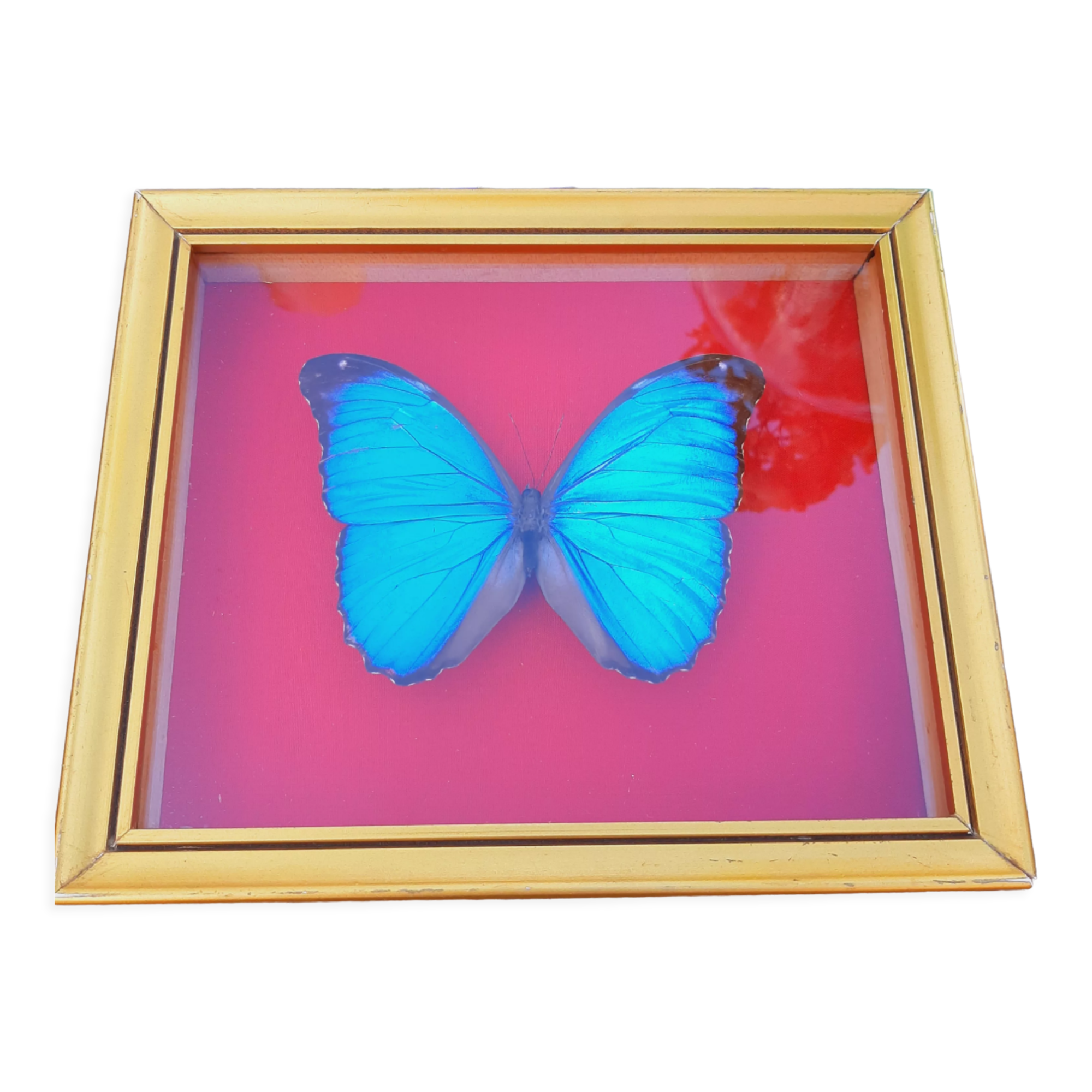 Blue butterfly frame morpho menelaus