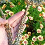 Applique bougeoir en bronze en forme de fleur s.xix