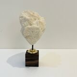 Antique natural white wave coral on wooden base cabinet of curiosities