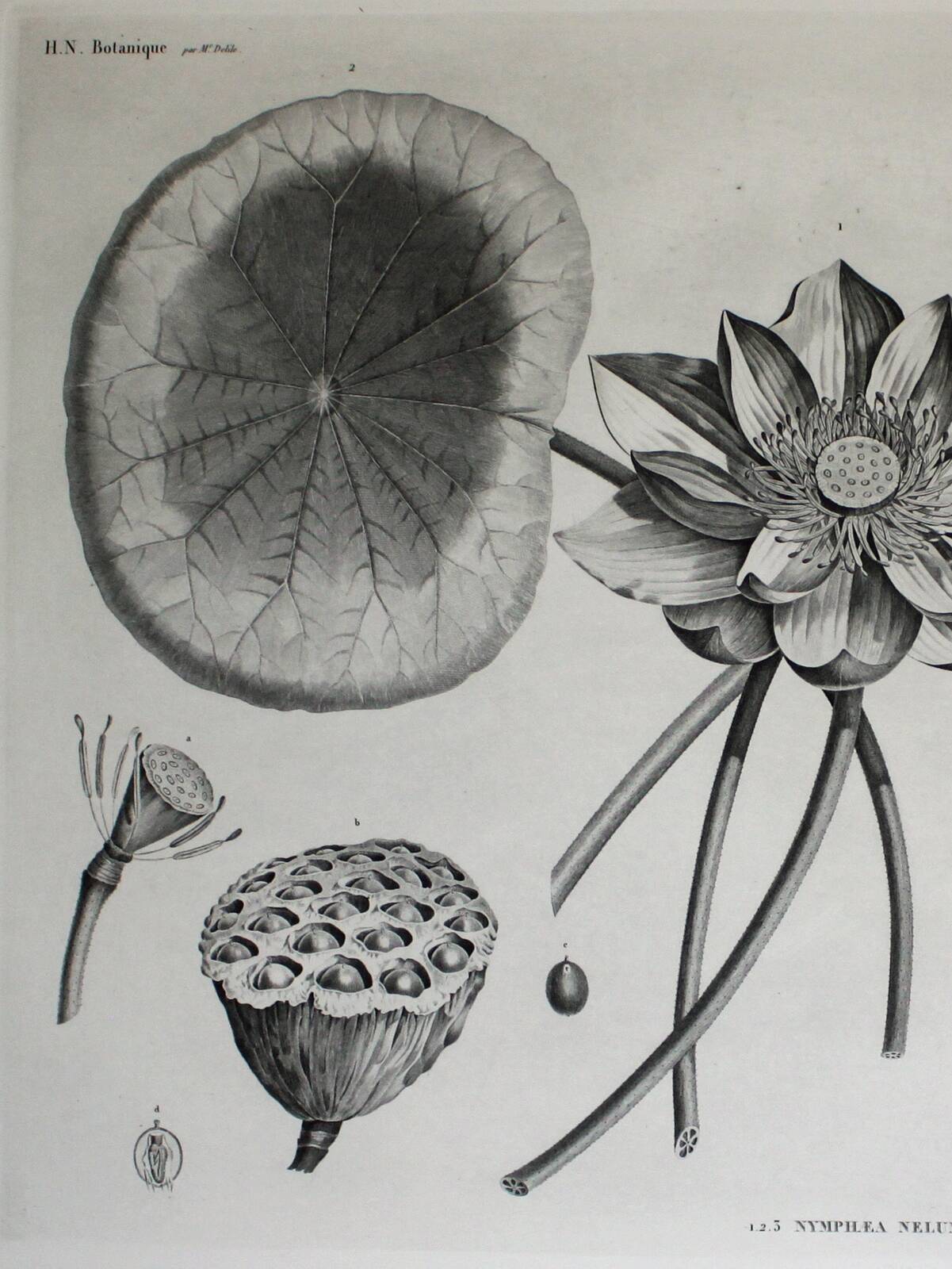 Gravure Fleur - Planche original de la "Chalcographie du Louvre" 1800 - Lotus