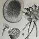 Gravure Fleur - Planche original de la "Chalcographie du Louvre" 1800 - Lotus