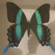 Butterfly Blumei Islands Celebes box