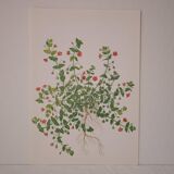 Botanical board Mouron des champs