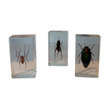 3 insectes inclusion résine