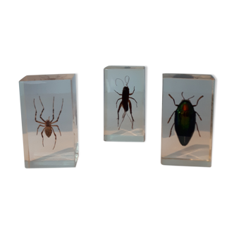 3 insects inclusion resin