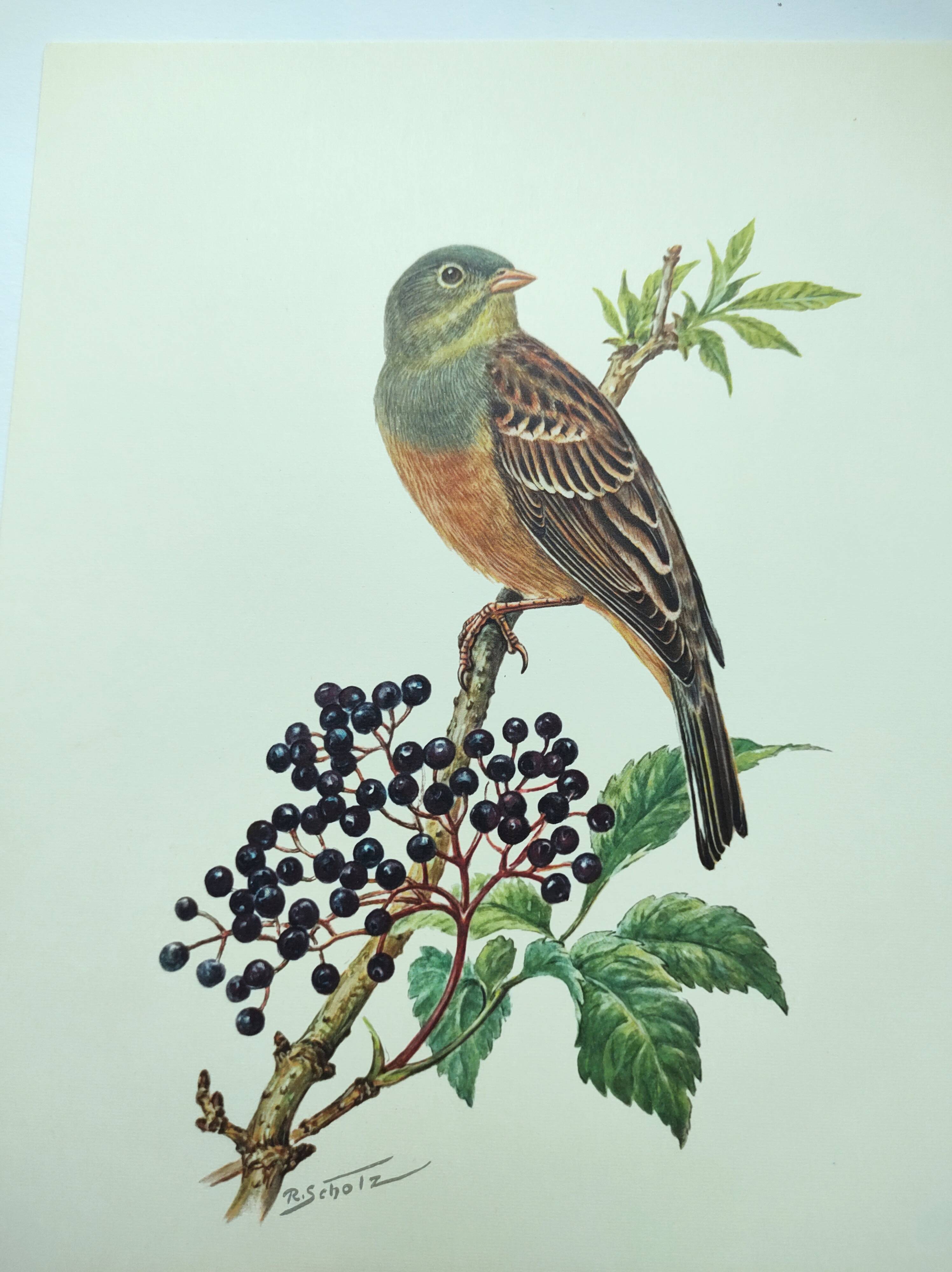Vintage bird illustration 1960s - Ortolan Bunting - Zoological and ornithological board