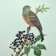 Vintage bird illustration 1960s - Ortolan Bunting - Zoological and ornithological board