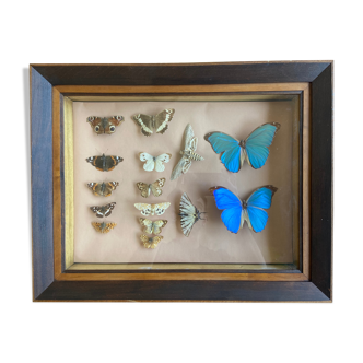 Framed naturalized butterflies