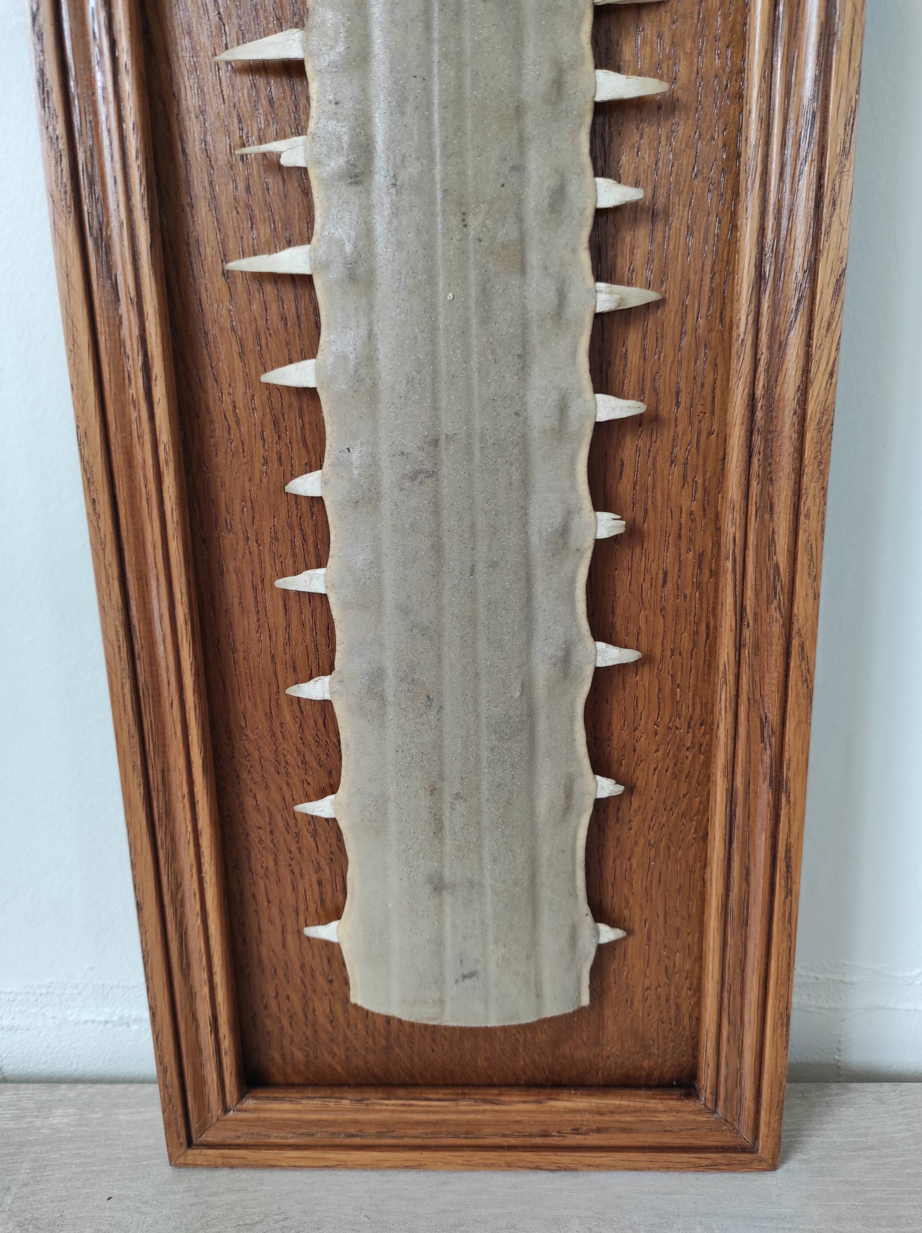 Sawfish rostrum