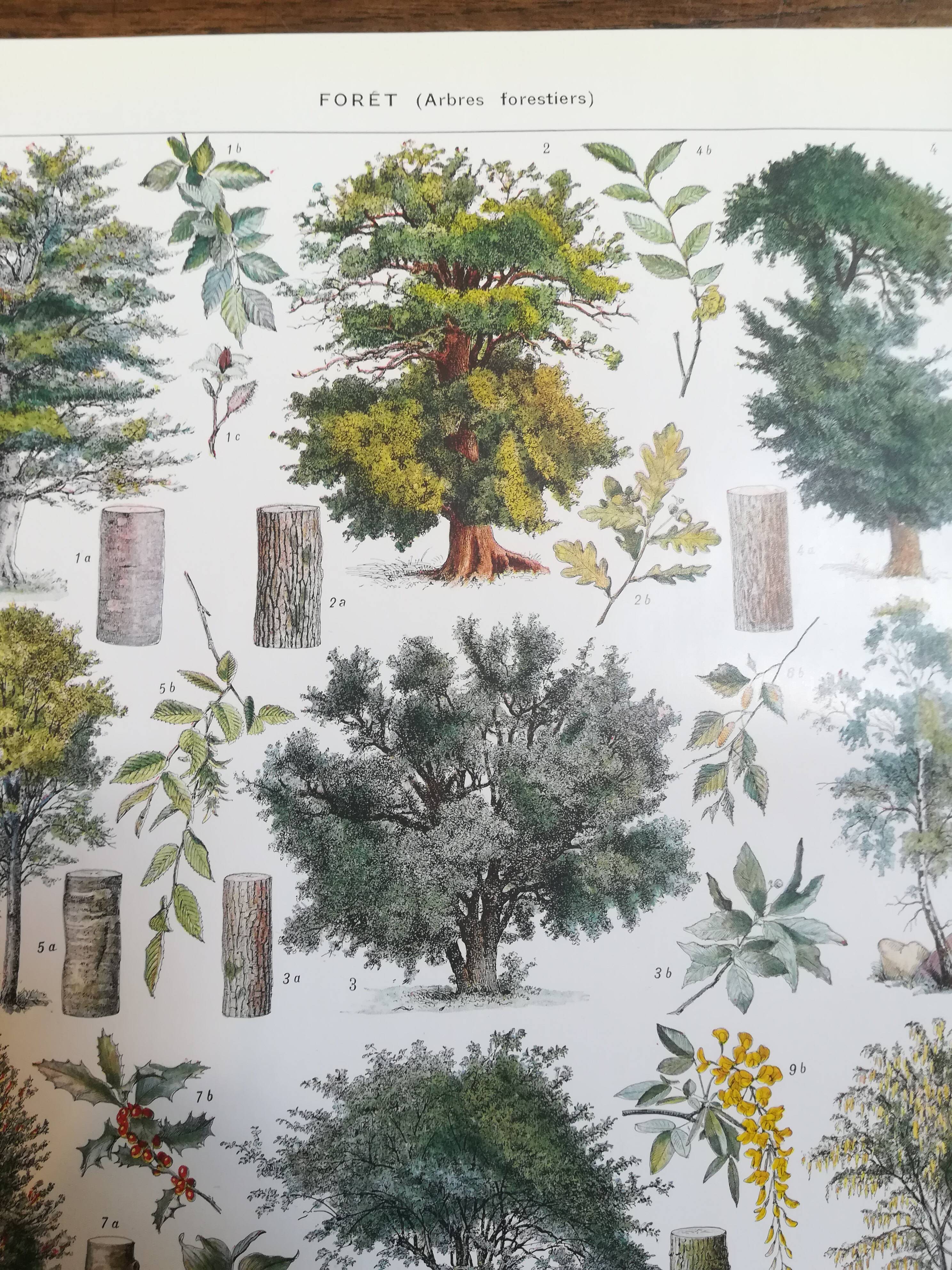 Lithograph on trees from 1928 "beech"