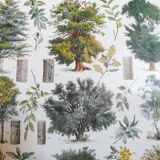 Lithograph on trees from 1928 "beech"