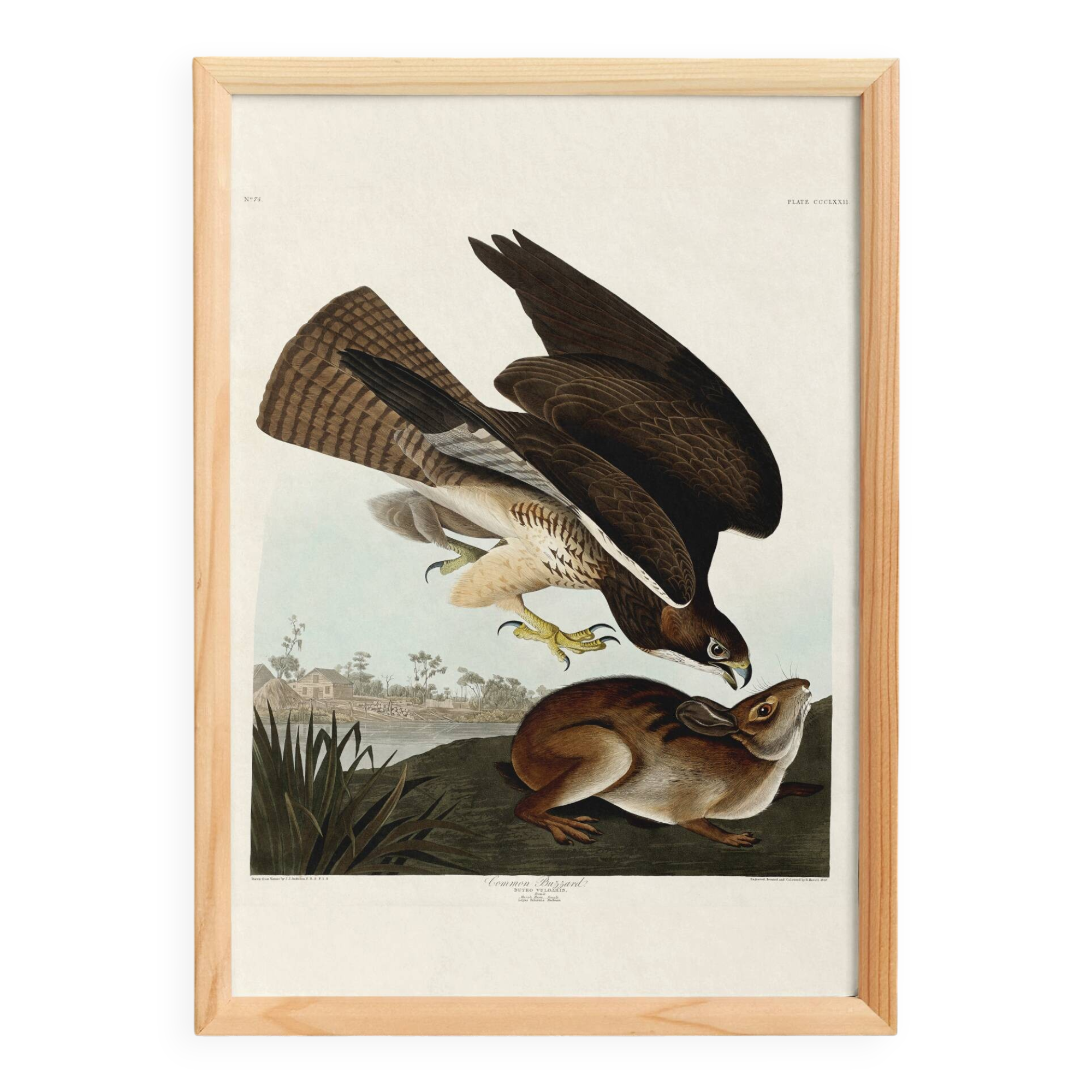 Poster about the Common Buzzard, based on an old engraving from 1827.