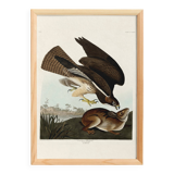 Poster about the Common Buzzard, based on an old engraving from 1827.