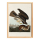 Poster about the Common Buzzard, based on an old engraving from 1827.