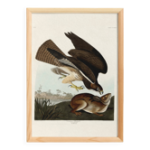 Affiche sur la Buse variable, d’après une gravure ancienne de 1827.