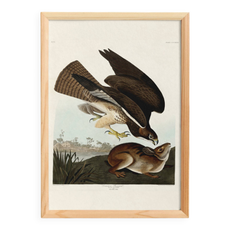 Poster about the Common Buzzard, based on an old engraving from 1827.