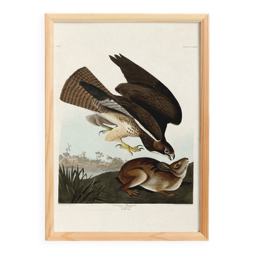 Affiche sur la Buse variable, d’après une gravure ancienne de 1827.