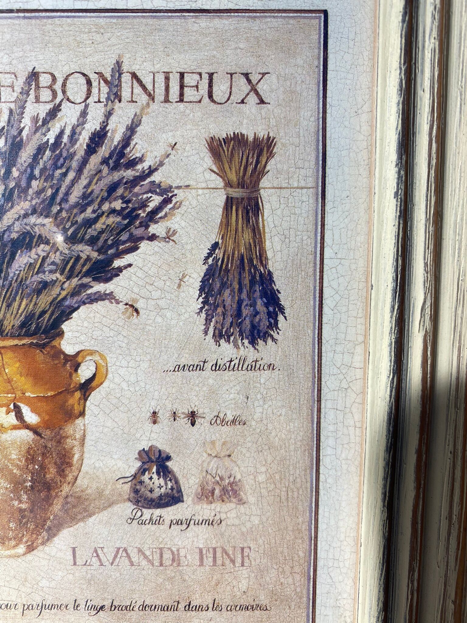 Two botanical paintings, lavender and Mediterranean pines