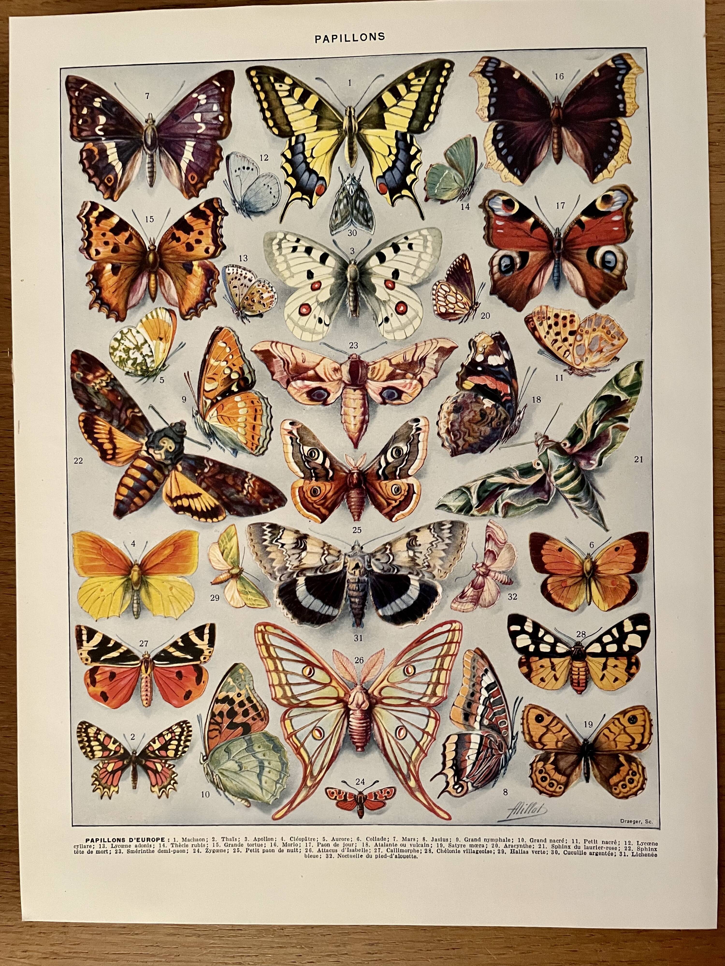 Lithograph on butterflies (Europe) - 1920