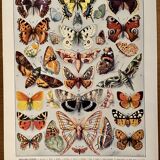 Lithograph on butterflies (Europe) - 1920