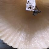 1950s shell wall light