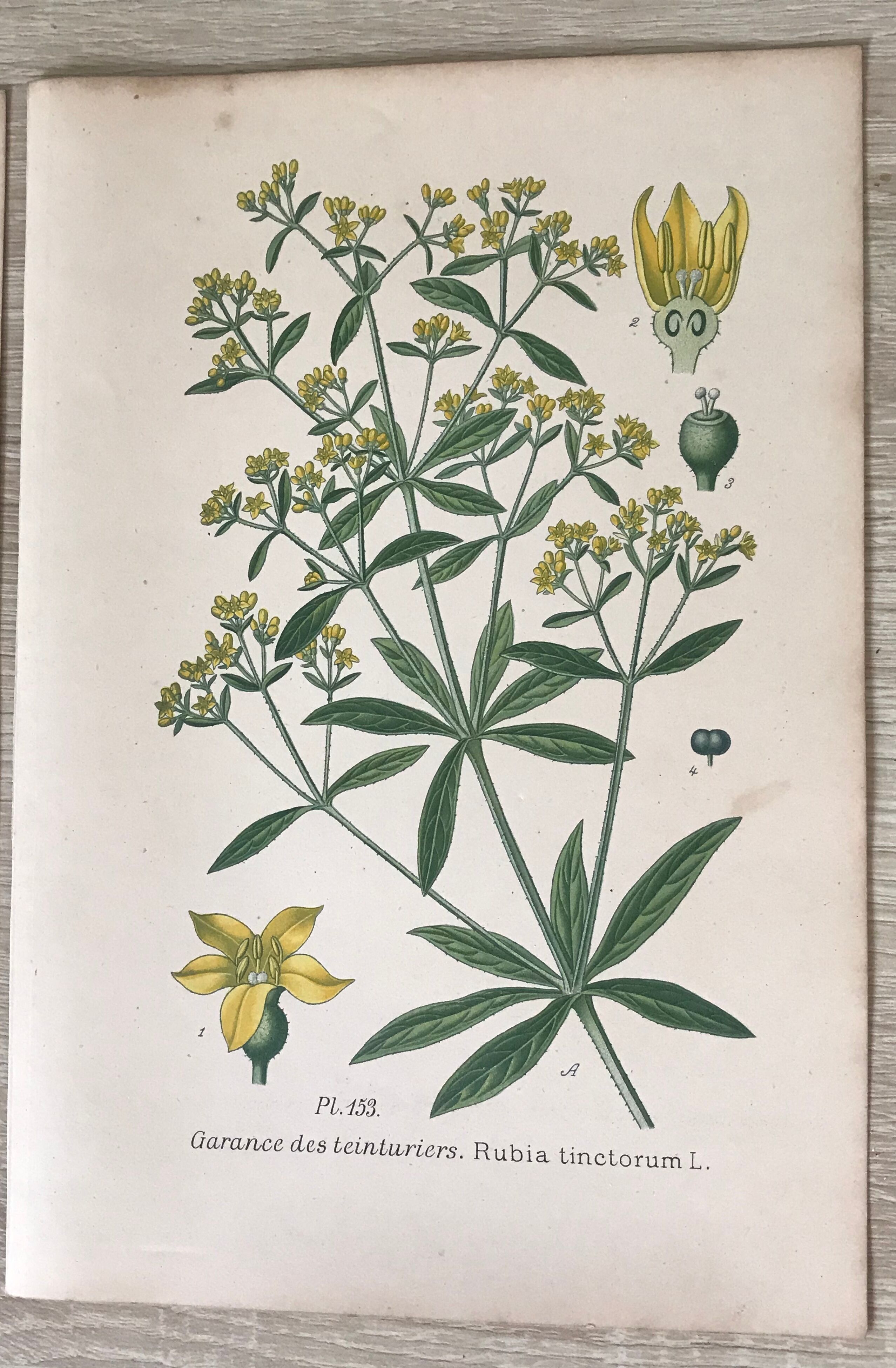 Planches botaniques de fleurs jaunes 1891