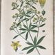 Planches botaniques de fleurs jaunes 1891