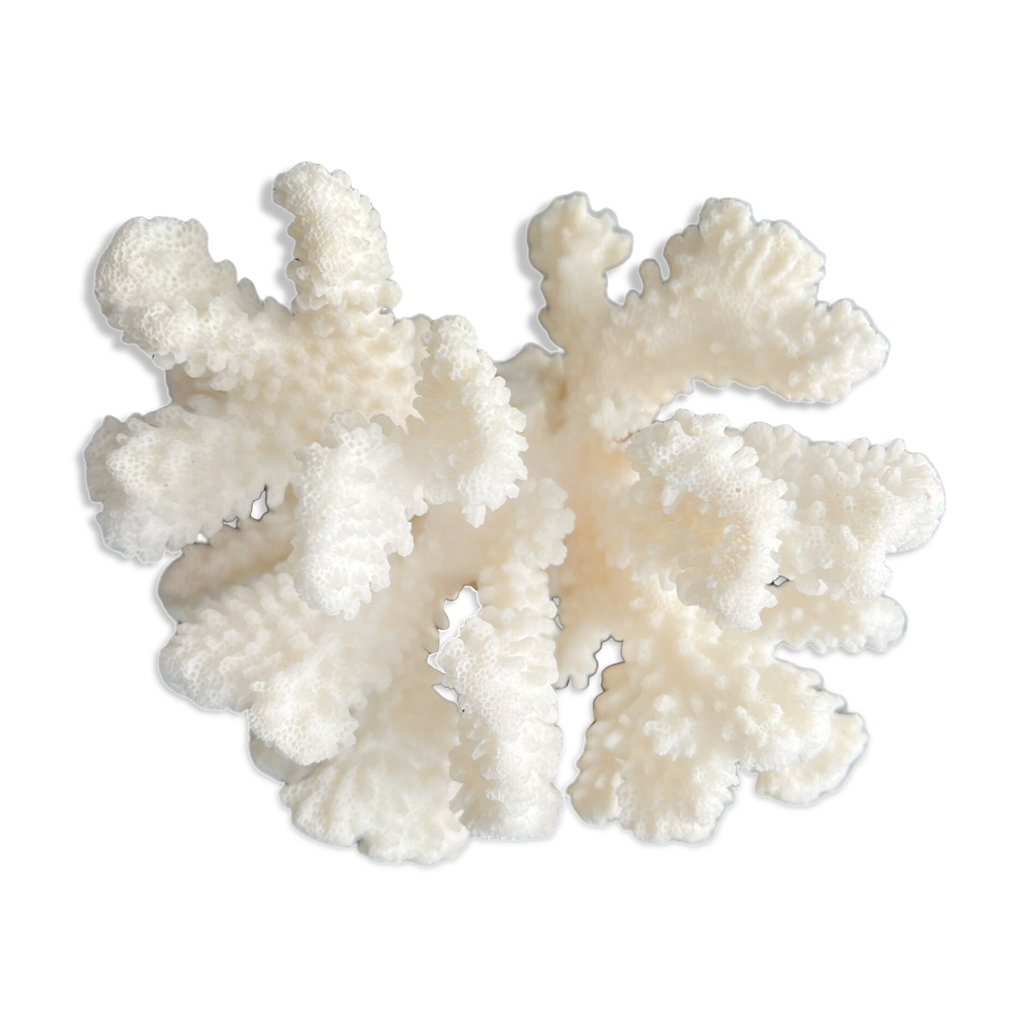 White coral vintage cabinet of curiosity