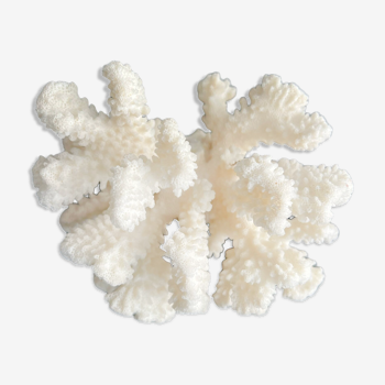 White coral vintage cabinet of curiosity