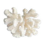 White coral vintage cabinet of curiosity