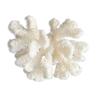 White coral vintage cabinet of curiosity