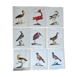 9 bird illustrations