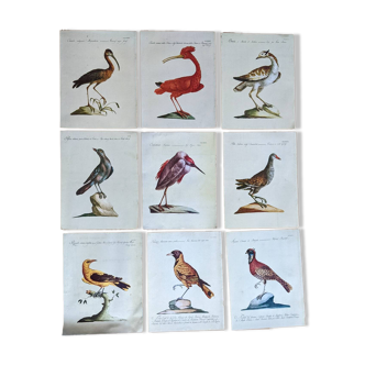 9 bird illustrations