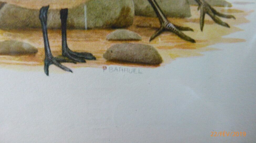 Birds - collection Hepatior N ° 28