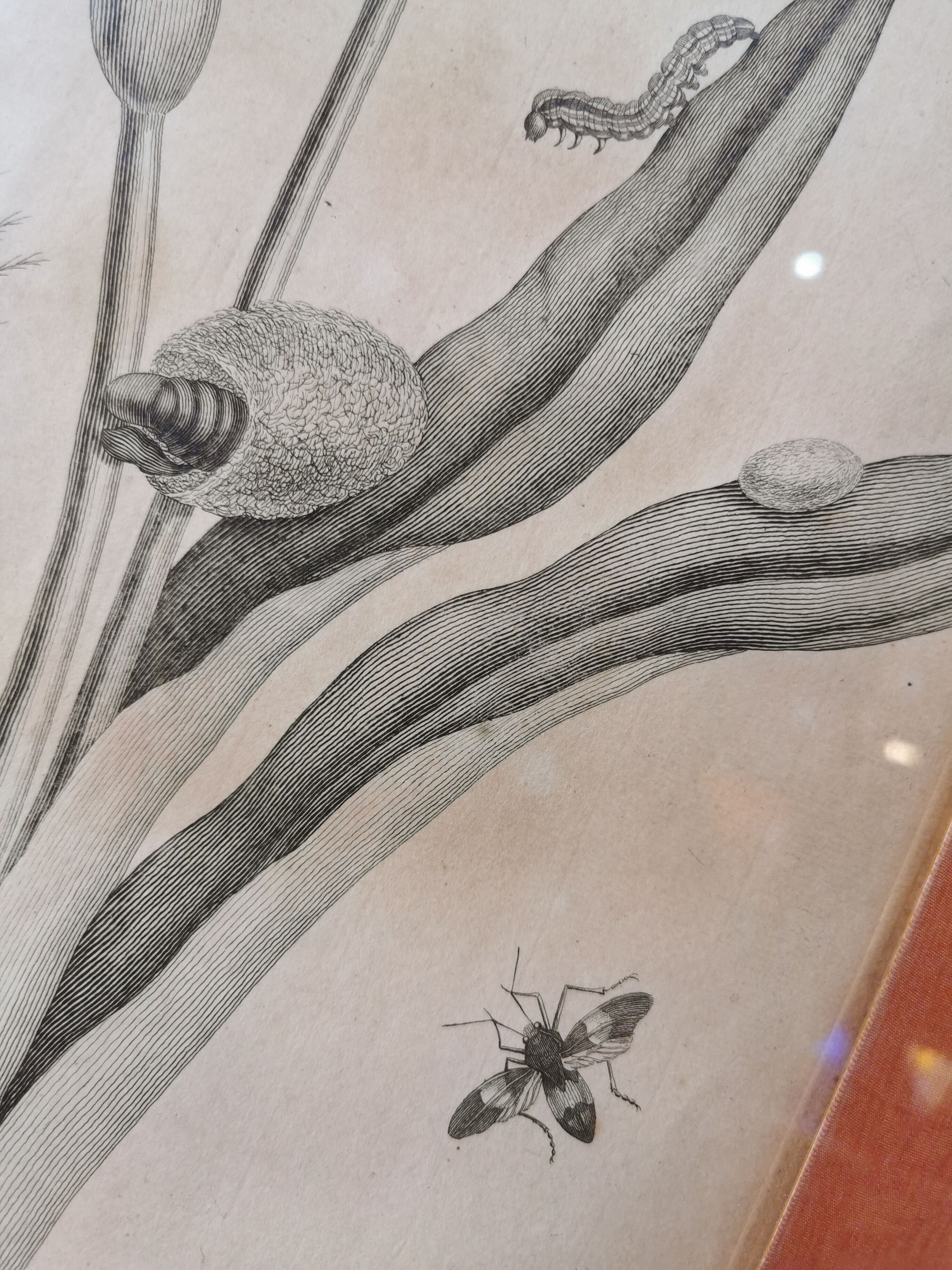 13th century engraving