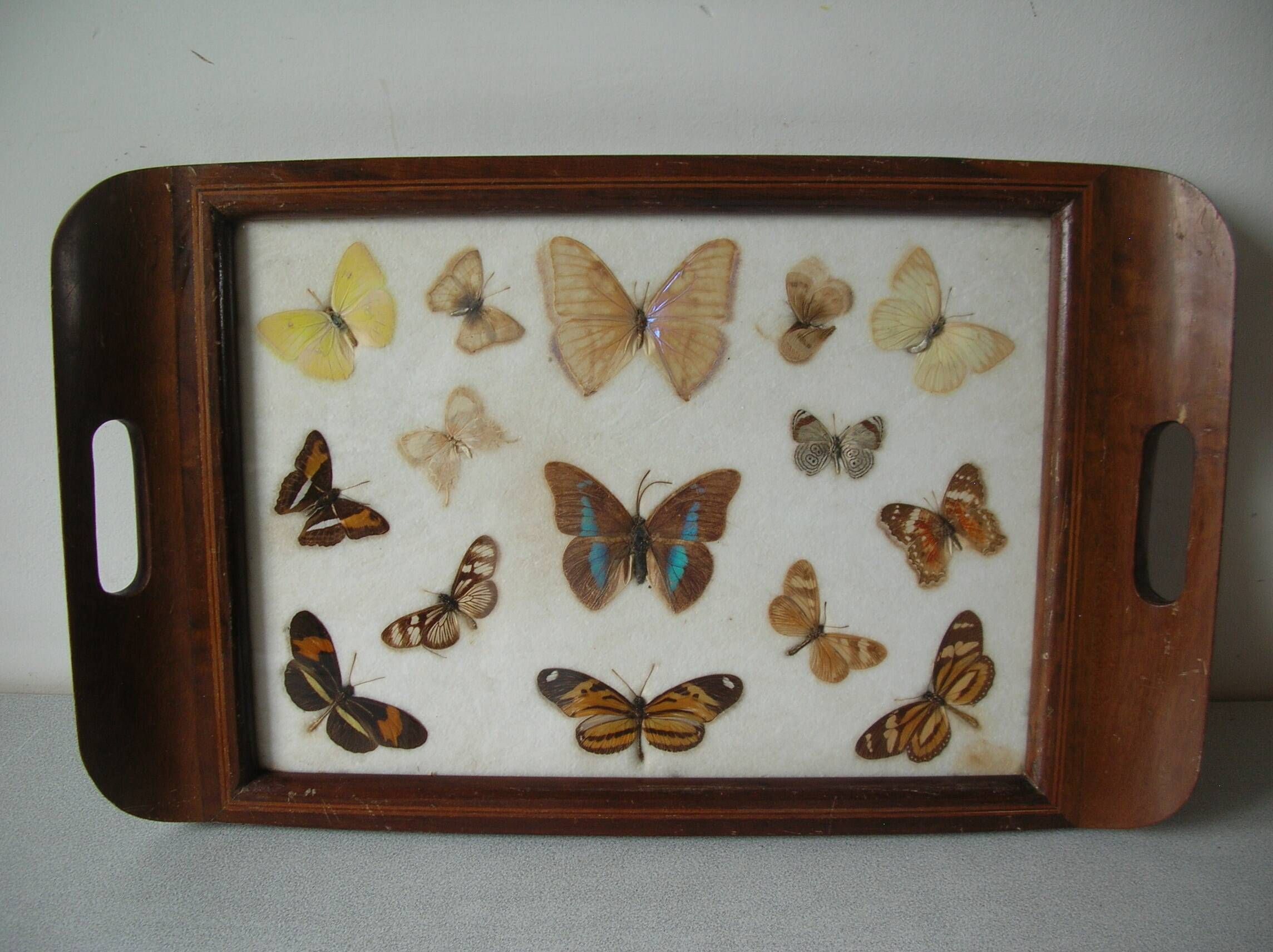 Old wooden serving tray with marquetry and real butterflies from Brazil