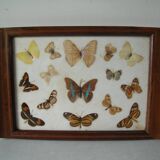 Old wooden serving tray with marquetry and real butterflies from Brazil