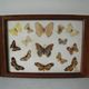 Old wooden serving tray with marquetry and real butterflies from Brazil