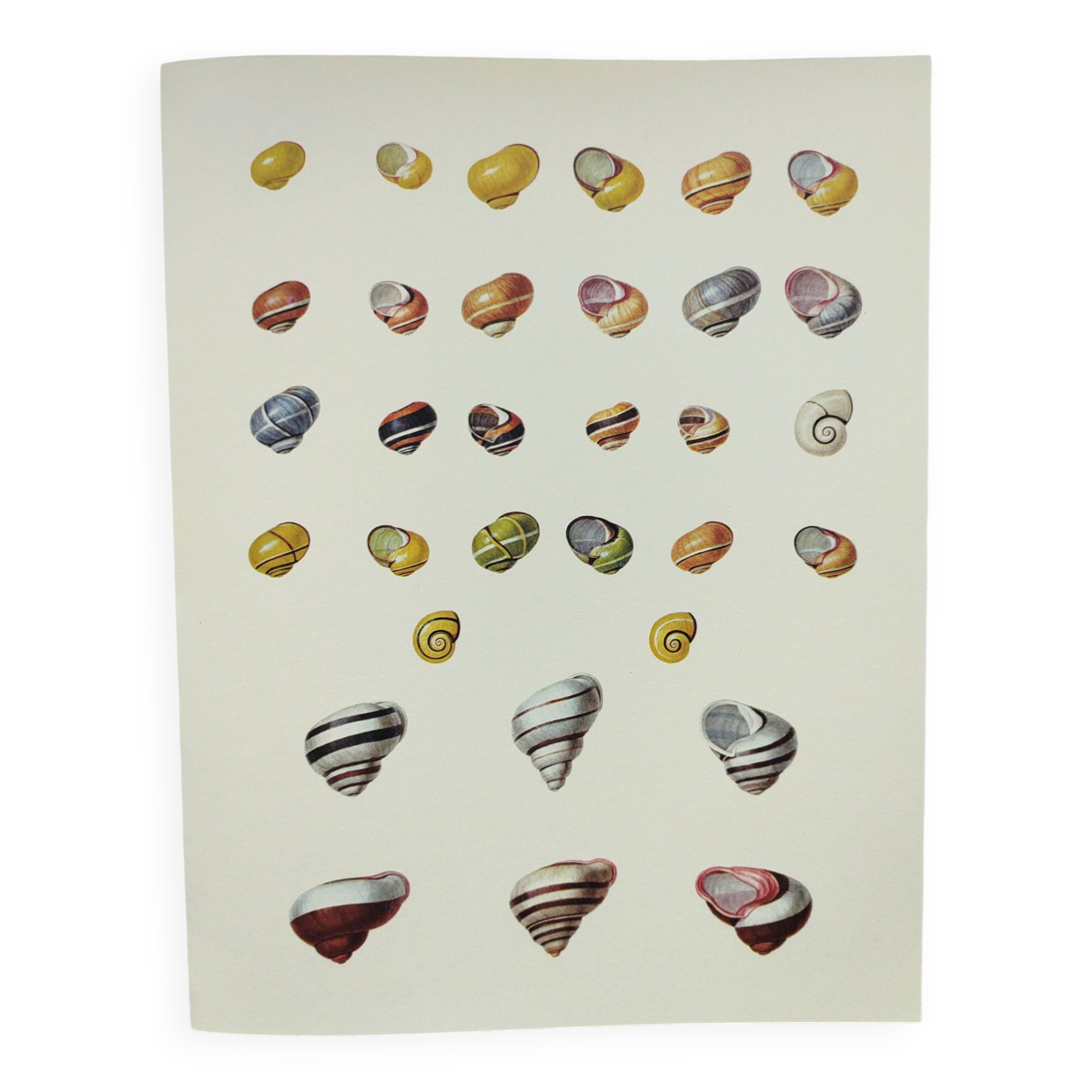 Old board - Snail Shell - Vintage illustration from 1970