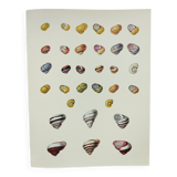 Old board - Snail Shell - Vintage illustration from 1970