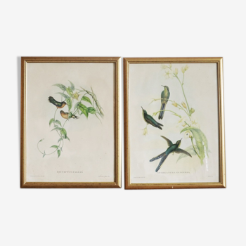 Pair of framed vintage bird prints