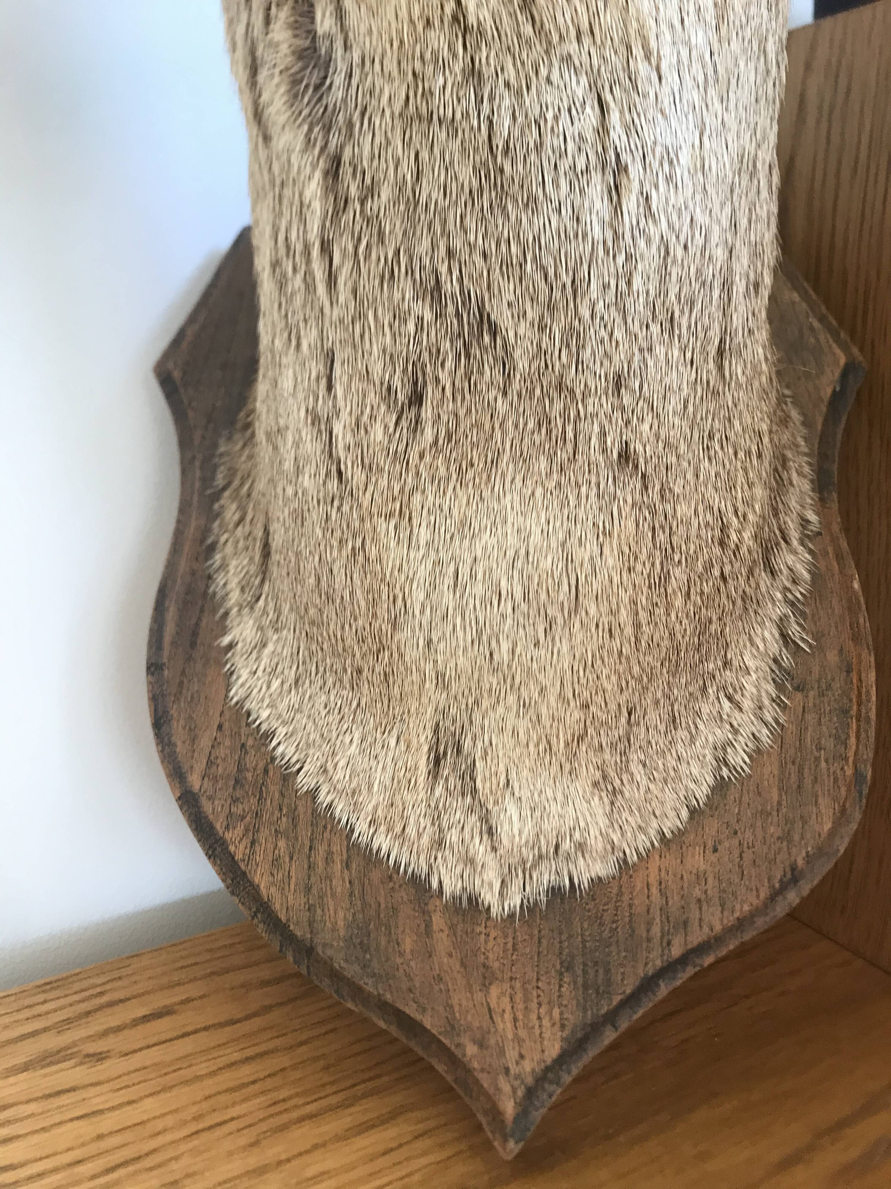 Taxidermy deer head